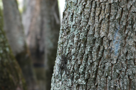 Eagle Lake Fishing Trip