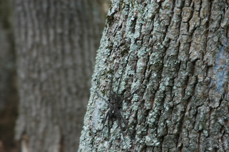 Eagle Lake Fishing Trip