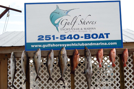 Gulf Shores Fishing Trip