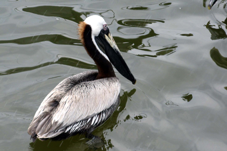 Gulf Shores Fishing Trip