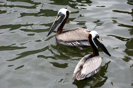 Gulf Shores Fishing Trip