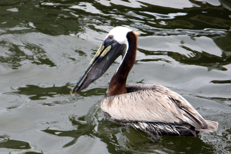 Gulf Shores Fishing Trip