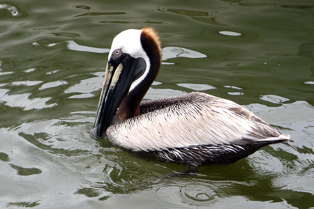 Gulf Shores Fishing Trip