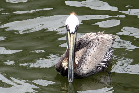 Gulf Shores Fishing Trip