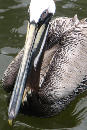 Gulf Shores Fishing Trip