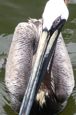 Gulf Shores Fishing Trip