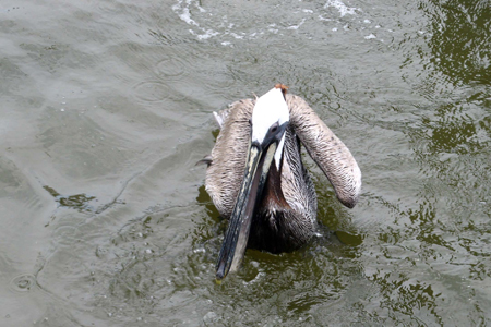 Gulf Shores Fishing Trip