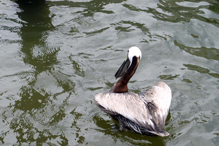 Gulf Shores Fishing Trip