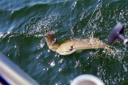 Sak's Fishing Trip 2005