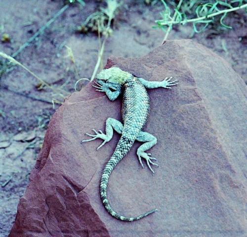bv Collared Lizard702